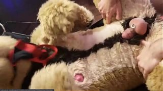 Full Gay Furry and Fursuit Porn Video